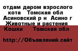 отдам даром взрослого кота - Томская обл., Асиновский р-н, Асино г. Животные и растения » Кошки   . Томская обл.